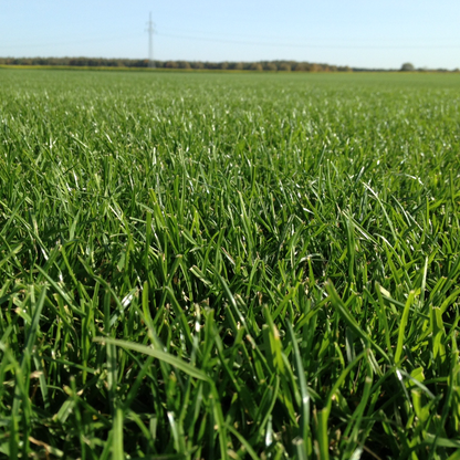 Rasensamen Premium Sport