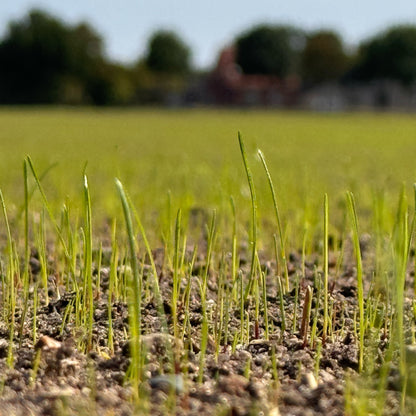 Rasensamen Premium Sport