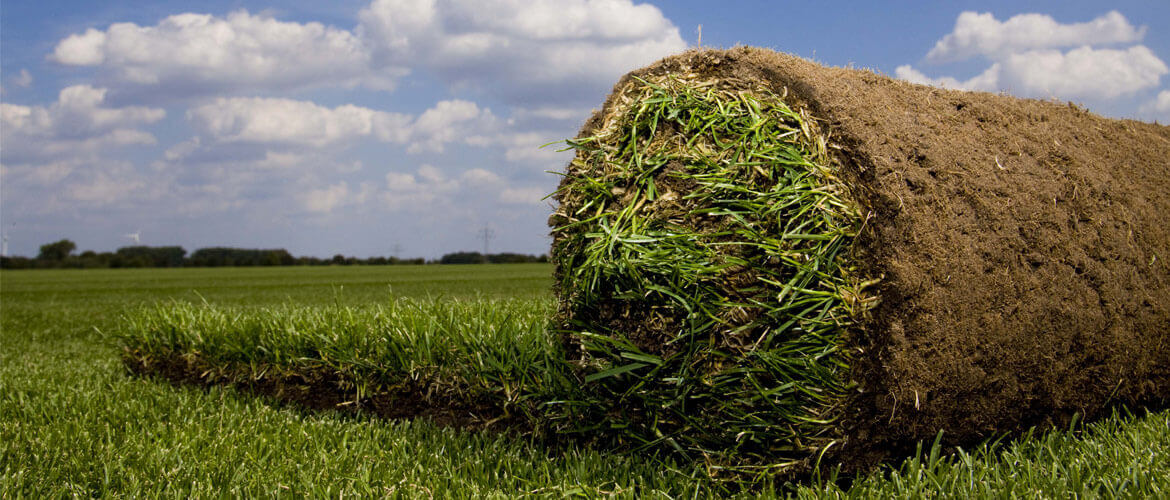 Rolle mit 1m² Rollrasen auf einem Rasenfeld bei der Fertigrasen Farm Winkel