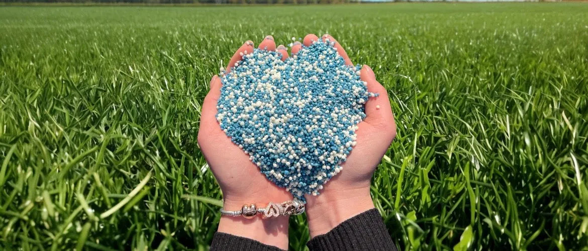 Hände halten blaue und weiße Düngerkörner über einer Rasenfläche